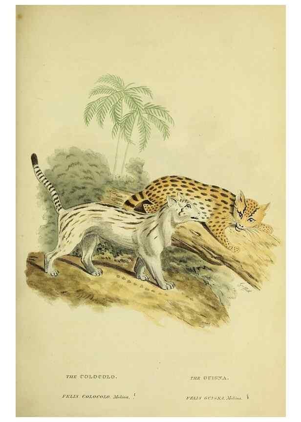 Reproducción/Reproduction 48346582327: General and particular descriptions of the vertebrated animals :. London :Printed for Baldwin, Cradock, and Joy :MDCCCXXI [1821]. 