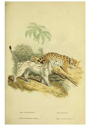 Reproducción/Reproduction 48346582327: General and particular descriptions of the vertebrated animals :. London :Printed for Baldwin, Cradock, and Joy :MDCCCXXI [1821]. 