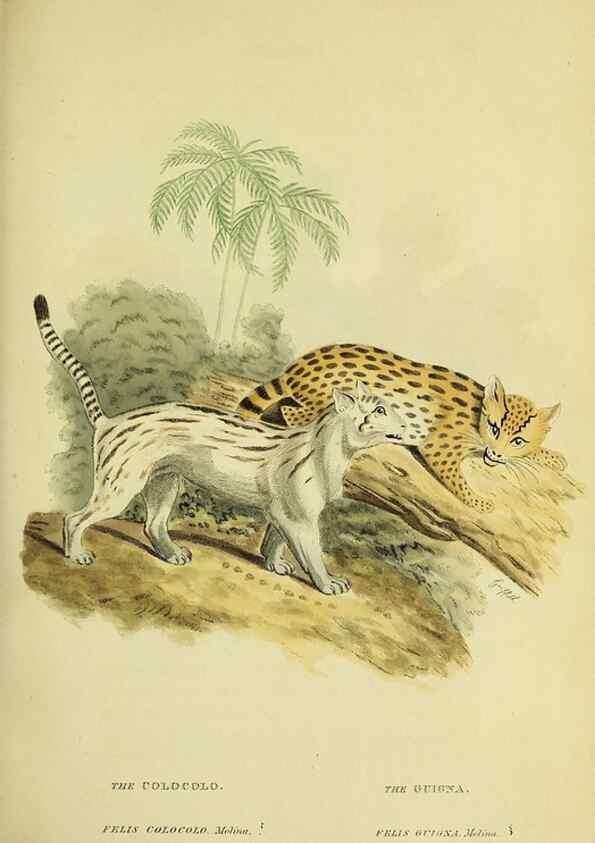 Reproducción/Reproduction 48346582327: General and particular descriptions of the vertebrated animals :. London :Printed for Baldwin, Cradock, and Joy :MDCCCXXI [1821]. 