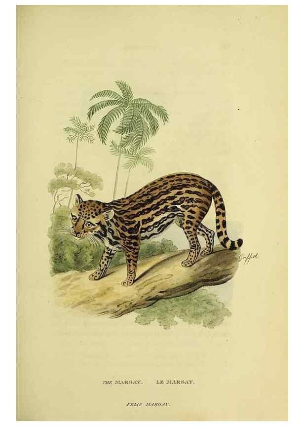 Reproducción/Reproduction 48346581337: General and particular descriptions of the vertebrated animals :. London :Printed for Baldwin, Cradock, and Joy :MDCCCXXI [1821]. 
