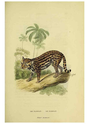 Reproducción/Reproduction 48346581337: General and particular descriptions of the vertebrated animals :. London :Printed for Baldwin, Cradock, and Joy :MDCCCXXI [1821]. 