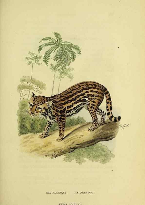 Reproducción/Reproduction 48346581337: General and particular descriptions of the vertebrated animals :. London :Printed for Baldwin, Cradock, and Joy :MDCCCXXI [1821]. 