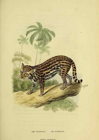Reproducción/Reproduction 48346581337: General and particular descriptions of the vertebrated animals :. London :Printed for Baldwin, Cradock, and Joy :MDCCCXXI [1821]. 