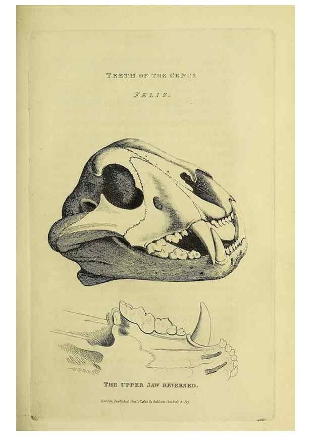 Reproducción/Reproduction 48346574642: General and particular descriptions of the vertebrated animals :. London :Printed for Baldwin, Cradock, and Joy :MDCCCXXI [1821]. 