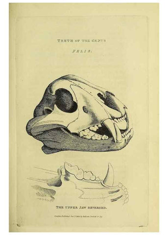 Reproducción/Reproduction 48346574642: General and particular descriptions of the vertebrated animals :. London :Printed for Baldwin, Cradock, and Joy :MDCCCXXI [1821]. 