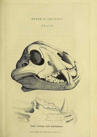 Reproducción/Reproduction 48346574642: General and particular descriptions of the vertebrated animals :. London :Printed for Baldwin, Cradock, and Joy :MDCCCXXI [1821]. 
