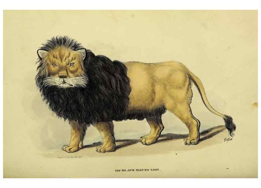 Reproducción/Reproduction 48346437166: General and particular descriptions of the vertebrated animals :. London :Printed for Baldwin, Cradock, and Joy :MDCCCXXI [1821]. 