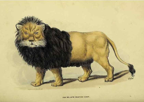 Reproducción/Reproduction 48346437166: General and particular descriptions of the vertebrated animals :. London :Printed for Baldwin, Cradock, and Joy :MDCCCXXI [1821]. 