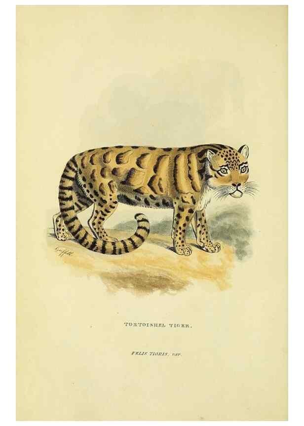 Reproducción/Reproduction 48346437546: General and particular descriptions of the vertebrated animals :. London :Printed for Baldwin, Cradock, and Joy :MDCCCXXI [1821]. 