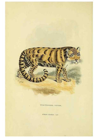 Reproducción/Reproduction 48346437546: General and particular descriptions of the vertebrated animals :. London :Printed for Baldwin, Cradock, and Joy :MDCCCXXI [1821]. 