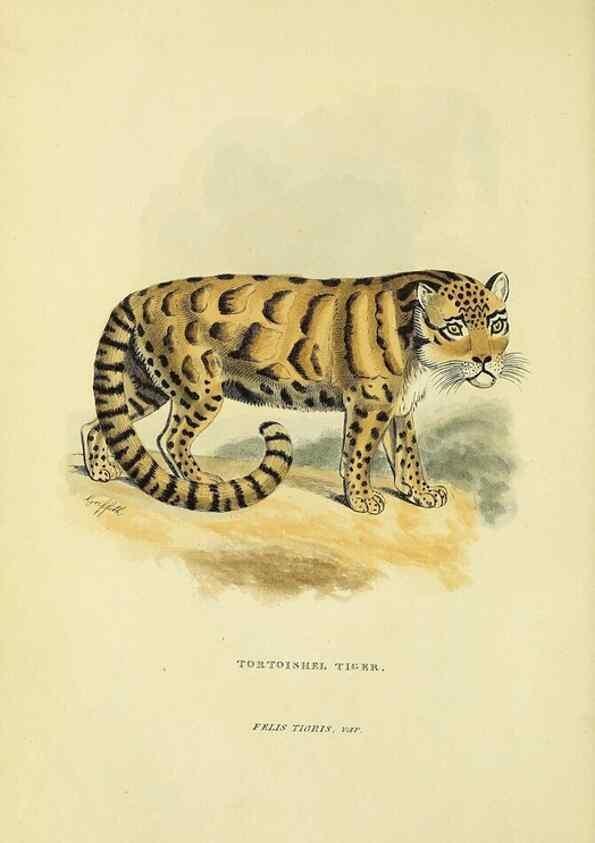 Reproducción/Reproduction 48346437546: General and particular descriptions of the vertebrated animals :. London :Printed for Baldwin, Cradock, and Joy :MDCCCXXI [1821]. 