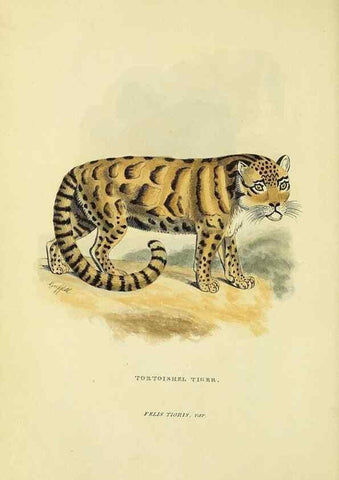 Reproducción/Reproduction 48346437546: General and particular descriptions of the vertebrated animals :. London :Printed for Baldwin, Cradock, and Joy :MDCCCXXI [1821]. 