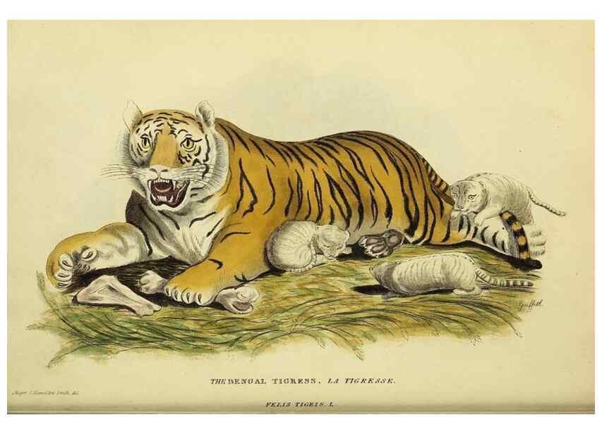 Reproducción/Reproduction 48346575987: General and particular descriptions of the vertebrated animals :. London :Printed for Baldwin, Cradock, and Joy :MDCCCXXI [1821]. 