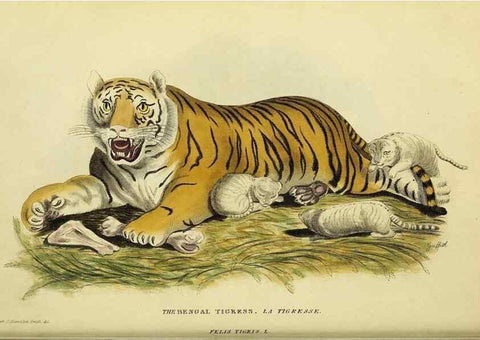 Reproducción/Reproduction 48346575987: General and particular descriptions of the vertebrated animals :. London :Printed for Baldwin, Cradock, and Joy :MDCCCXXI [1821]. 