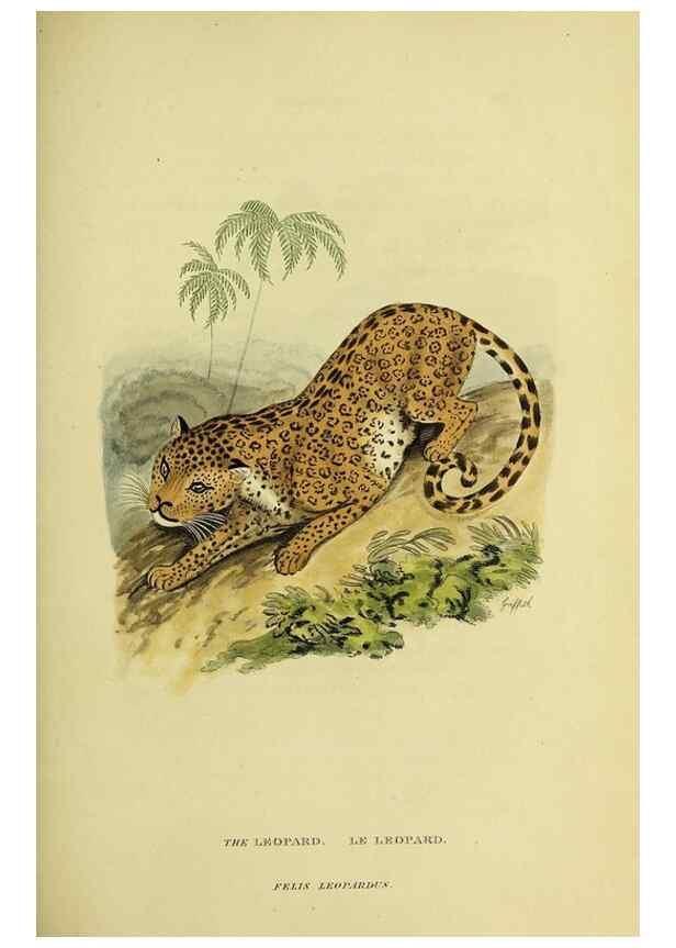 Reproducción/Reproduction 48346438311: General and particular descriptions of the vertebrated animals :. London :Printed for Baldwin, Cradock, and Joy :MDCCCXXI [1821]. 