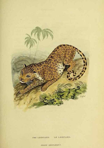 Reproducción/Reproduction 48346438311: General and particular descriptions of the vertebrated animals :. London :Printed for Baldwin, Cradock, and Joy :MDCCCXXI [1821]. 