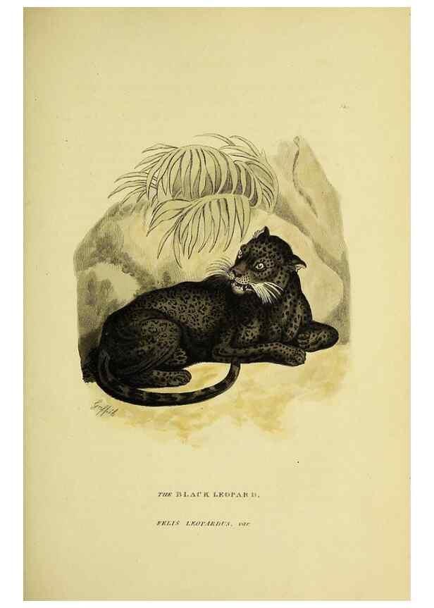Reproducción/Reproduction 48346438676: General and particular descriptions of the vertebrated animals :. London :Printed for Baldwin, Cradock, and Joy :MDCCCXXI [1821]. 