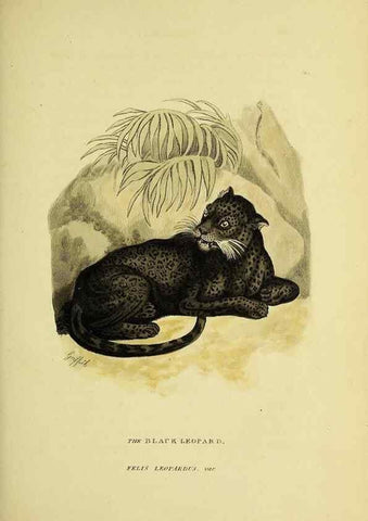 Reproducción/Reproduction 48346438676: General and particular descriptions of the vertebrated animals :. London :Printed for Baldwin, Cradock, and Joy :MDCCCXXI [1821]. 