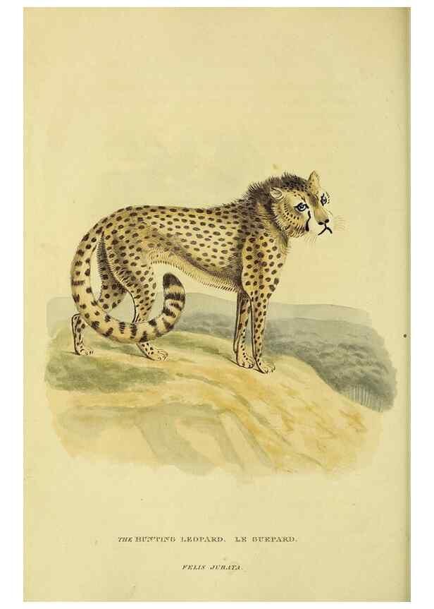Reproducción/Reproduction 48346577052: General and particular descriptions of the vertebrated animals :. London :Printed for Baldwin, Cradock, and Joy :MDCCCXXI [1821]. 