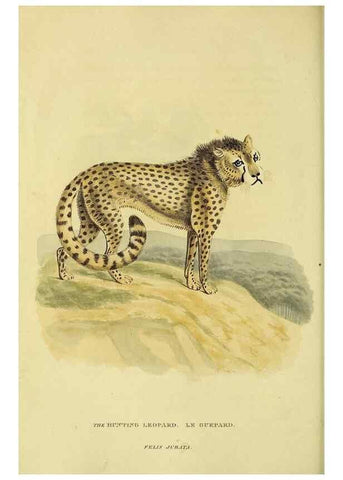 Reproducción/Reproduction 48346577052: General and particular descriptions of the vertebrated animals :. London :Printed for Baldwin, Cradock, and Joy :MDCCCXXI [1821]. 