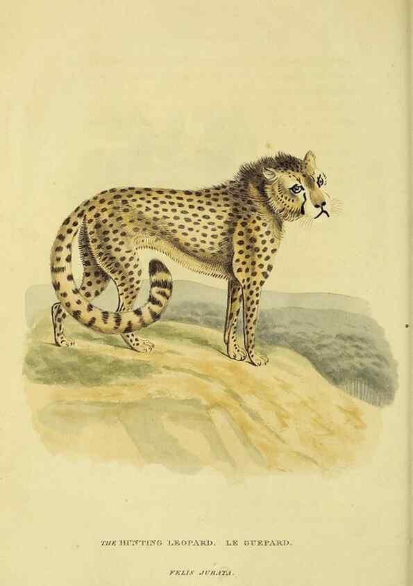 Reproducción/Reproduction 48346577052: General and particular descriptions of the vertebrated animals :. London :Printed for Baldwin, Cradock, and Joy :MDCCCXXI [1821]. 