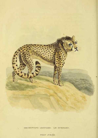 Reproducción/Reproduction 48346577052: General and particular descriptions of the vertebrated animals :. London :Printed for Baldwin, Cradock, and Joy :MDCCCXXI [1821]. 