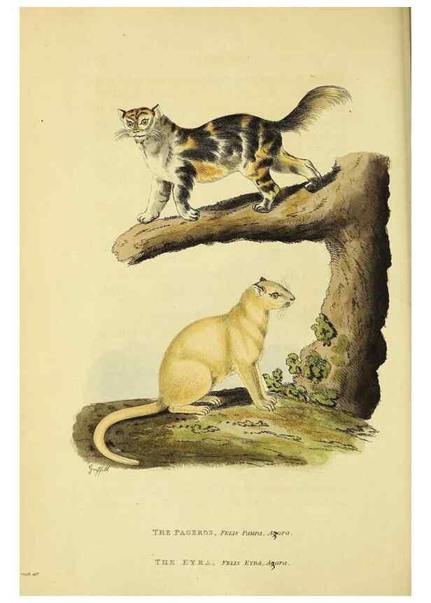 Reproducción/Reproduction 48346581867: General and particular descriptions of the vertebrated animals :. London :Printed for Baldwin, Cradock, and Joy :MDCCCXXI [1821]. 