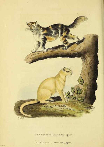 Reproducción/Reproduction 48346581867: General and particular descriptions of the vertebrated animals :. London :Printed for Baldwin, Cradock, and Joy :MDCCCXXI [1821]. 