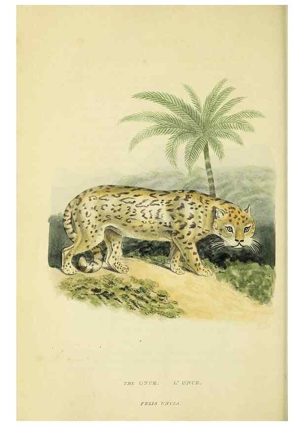 Reproducción/Reproduction 48346577467: General and particular descriptions of the vertebrated animals :. London :Printed for Baldwin, Cradock, and Joy :MDCCCXXI [1821]. 