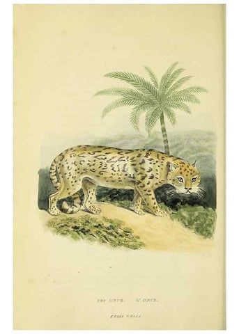 Reproducción/Reproduction 48346577467: General and particular descriptions of the vertebrated animals :. London :Printed for Baldwin, Cradock, and Joy :MDCCCXXI [1821]. 