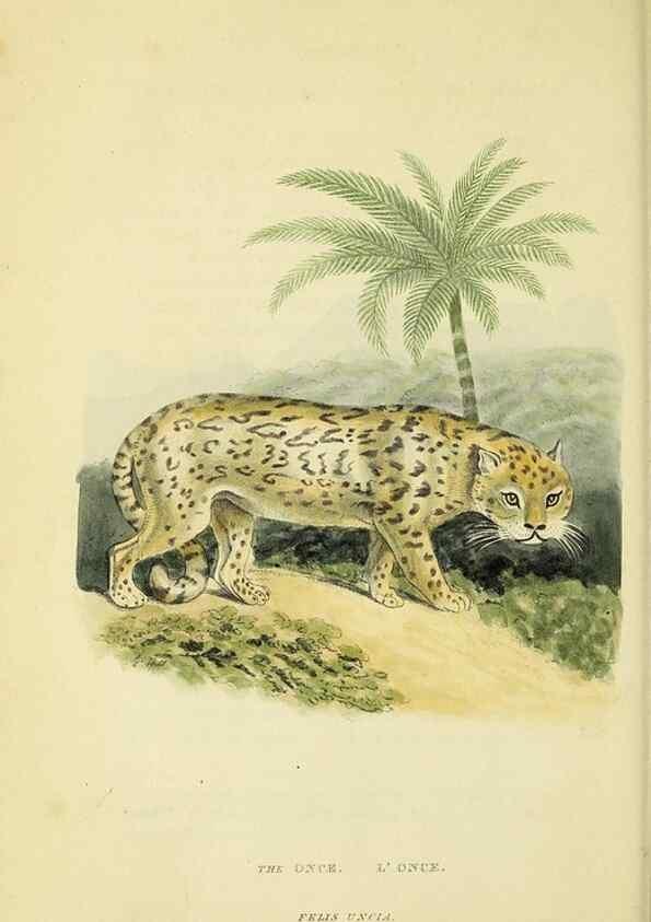 Reproducción/Reproduction 48346577467: General and particular descriptions of the vertebrated animals :. London :Printed for Baldwin, Cradock, and Joy :MDCCCXXI [1821]. 