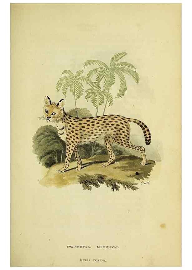 Reproducción/Reproduction 48346578582: General and particular descriptions of the vertebrated animals :. London :Printed for Baldwin, Cradock, and Joy :MDCCCXXI [1821]. 