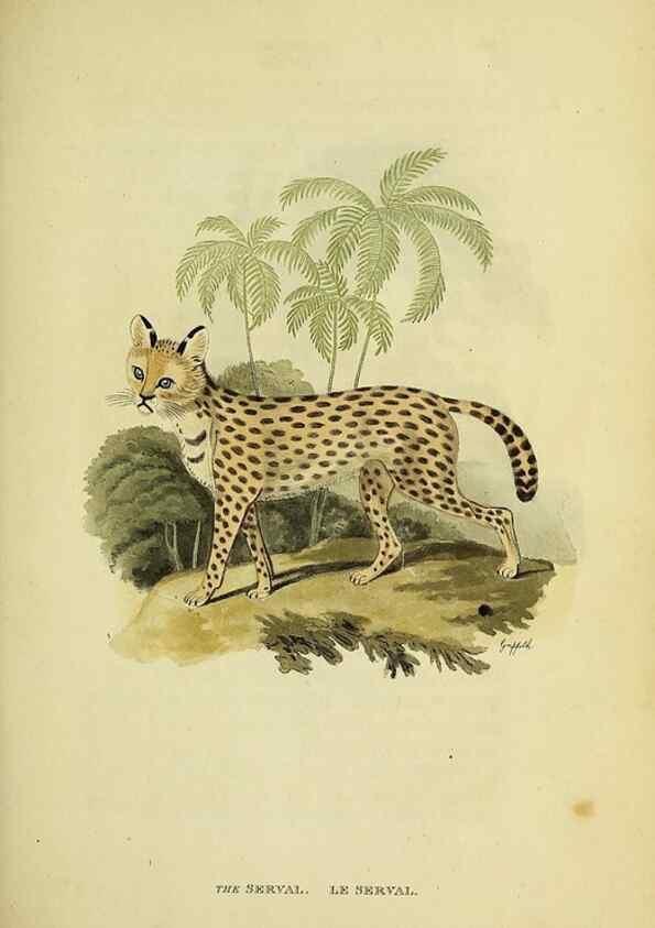 Reproducción/Reproduction 48346578582: General and particular descriptions of the vertebrated animals :. London :Printed for Baldwin, Cradock, and Joy :MDCCCXXI [1821]. 
