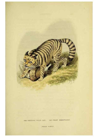 Reproducción/Reproduction 48346579007: General and particular descriptions of the vertebrated animals :. London :Printed for Baldwin, Cradock, and Joy :MDCCCXXI [1821]. 