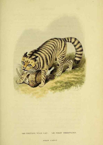 Reproducción/Reproduction 48346579007: General and particular descriptions of the vertebrated animals :. London :Printed for Baldwin, Cradock, and Joy :MDCCCXXI [1821]. 