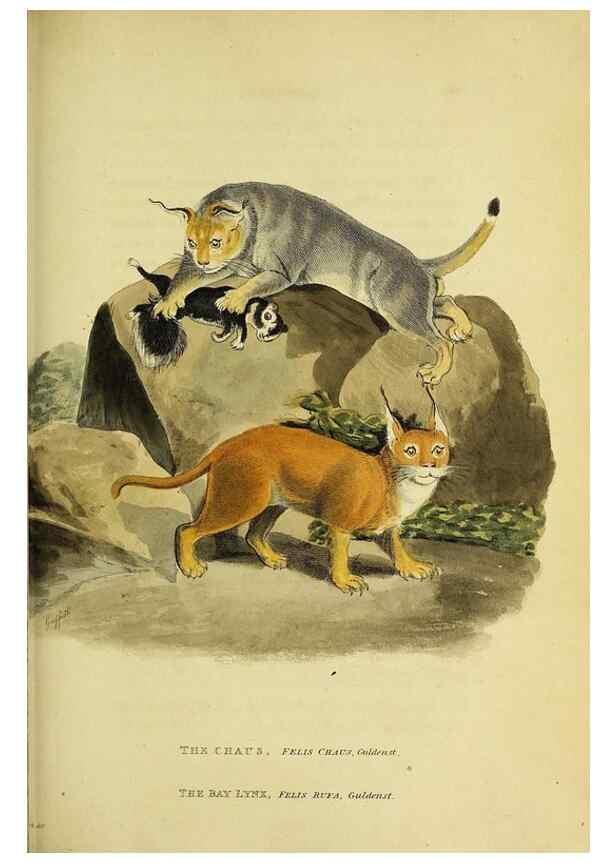 Reproducción/Reproduction 48346441386: General and particular descriptions of the vertebrated animals :. London :Printed for Baldwin, Cradock, and Joy :MDCCCXXI [1821]. 