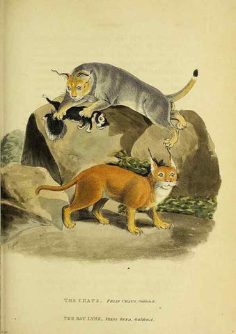 Reproducción/Reproduction 48346441386: General and particular descriptions of the vertebrated animals :. London :Printed for Baldwin, Cradock, and Joy :MDCCCXXI [1821]. 