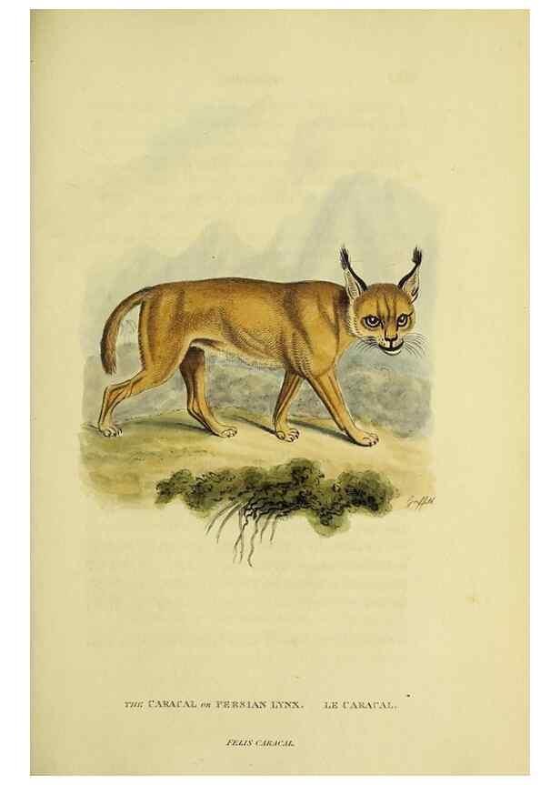 Reproducción/Reproduction 48346441691: General and particular descriptions of the vertebrated animals :. London :Printed for Baldwin, Cradock, and Joy :MDCCCXXI [1821]. 