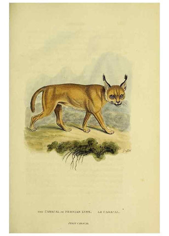 Reproducción/Reproduction 48346441691: General and particular descriptions of the vertebrated animals :. London :Printed for Baldwin, Cradock, and Joy :MDCCCXXI [1821]. 