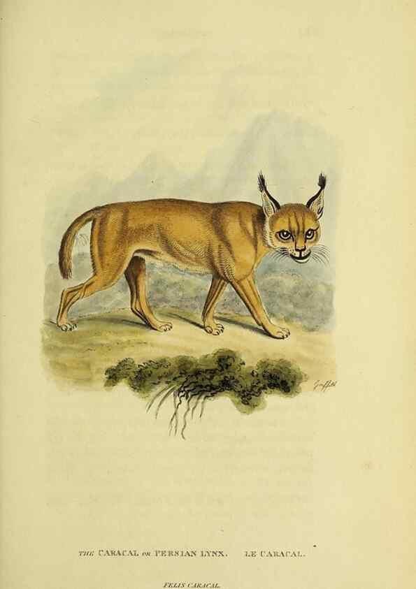 Reproducción/Reproduction 48346441691: General and particular descriptions of the vertebrated animals :. London :Printed for Baldwin, Cradock, and Joy :MDCCCXXI [1821]. 