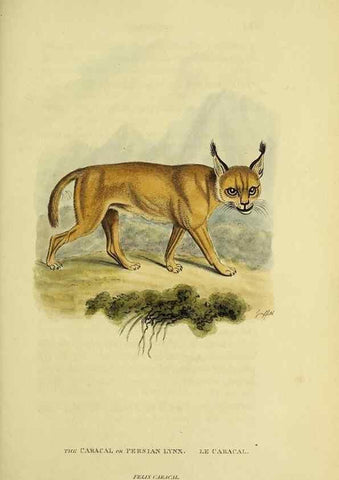 Reproducción/Reproduction 48346441691: General and particular descriptions of the vertebrated animals :. London :Printed for Baldwin, Cradock, and Joy :MDCCCXXI [1821]. 
