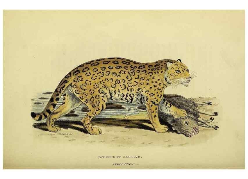 Reproducción/Reproduction 48346580192: General and particular descriptions of the vertebrated animals :. London :Printed for Baldwin, Cradock, and Joy :MDCCCXXI [1821]. 