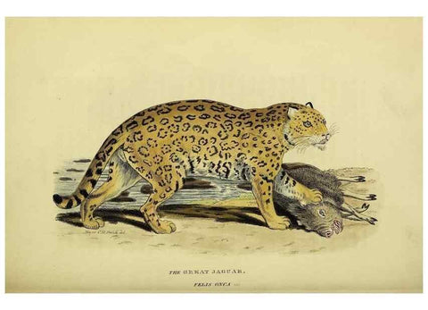 Reproducción/Reproduction 48346580192: General and particular descriptions of the vertebrated animals :. London :Printed for Baldwin, Cradock, and Joy :MDCCCXXI [1821]. 