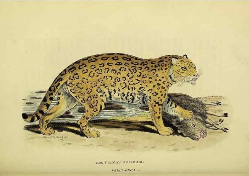 Reproducción/Reproduction 48346580192: General and particular descriptions of the vertebrated animals :. London :Printed for Baldwin, Cradock, and Joy :MDCCCXXI [1821]. 