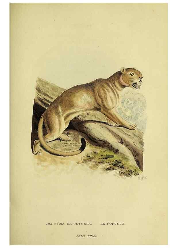 Reproducción/Reproduction 48346580597: General and particular descriptions of the vertebrated animals :. London :Printed for Baldwin, Cradock, and Joy :MDCCCXXI [1821]. 