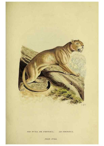 Reproducción/Reproduction 48346580597: General and particular descriptions of the vertebrated animals :. London :Printed for Baldwin, Cradock, and Joy :MDCCCXXI [1821]. 