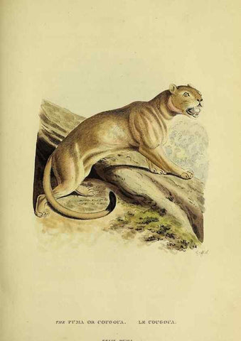 Reproducción/Reproduction 48346580597: General and particular descriptions of the vertebrated animals :. London :Printed for Baldwin, Cradock, and Joy :MDCCCXXI [1821]. 