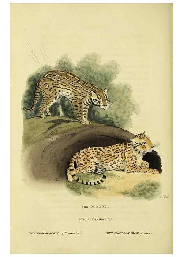 Reproducción/Reproduction 48346580952: General and particular descriptions of the vertebrated animals :. London :Printed for Baldwin, Cradock, and Joy :MDCCCXXI [1821]. 