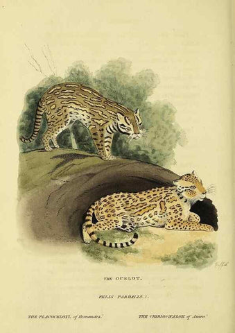 Reproducción/Reproduction 48346580952: General and particular descriptions of the vertebrated animals :. London :Printed for Baldwin, Cradock, and Joy :MDCCCXXI [1821]. 