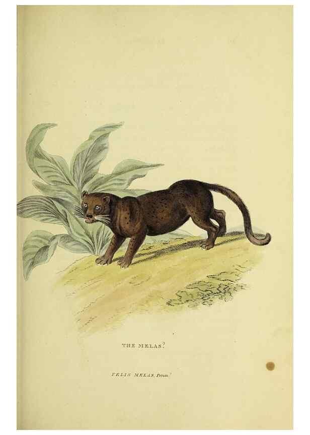 Reproducción/Reproduction 48346578132: General and particular descriptions of the vertebrated animals :. London :Printed for Baldwin, Cradock, and Joy :MDCCCXXI [1821]. 